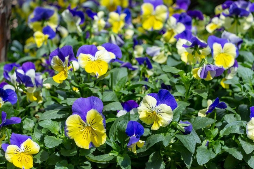 青と黄色の複色の花を咲かせている、ビオラ