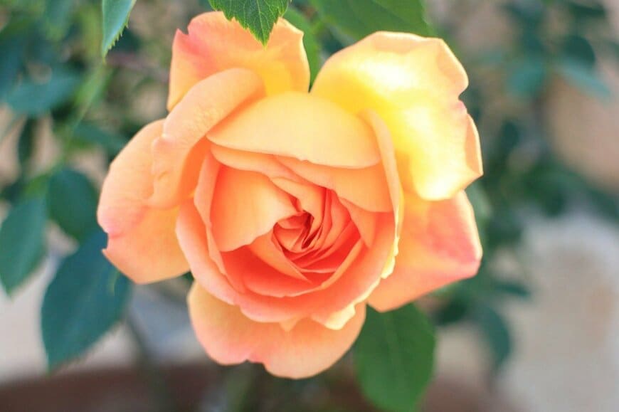 オレンジ色の花を咲かせている、レディー・オブ・シャーロット