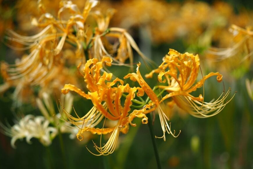 オレンジ色の花を咲かせている、リコリス