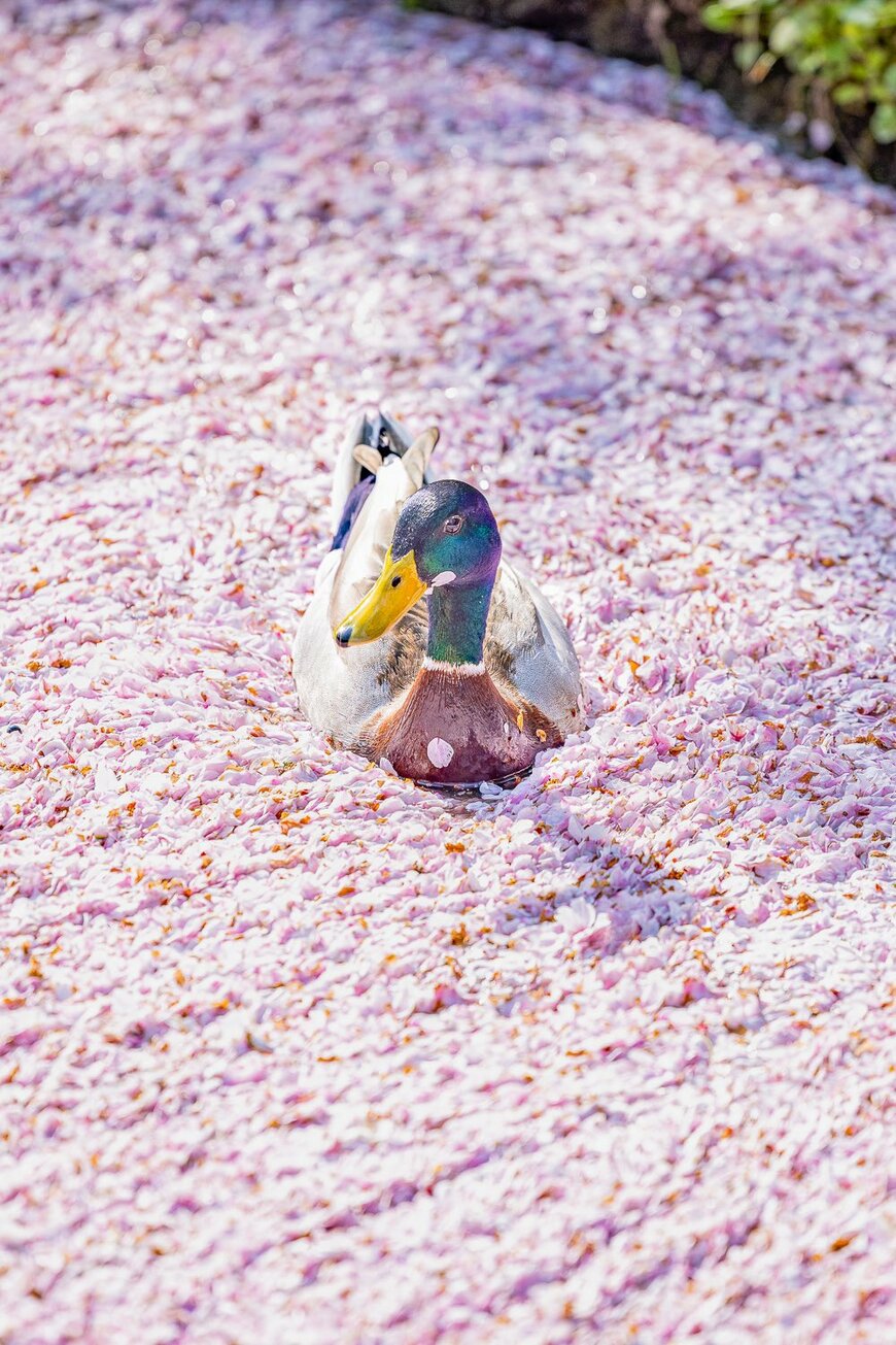 ふかふかの花筏を優雅に泳ぐ鴨