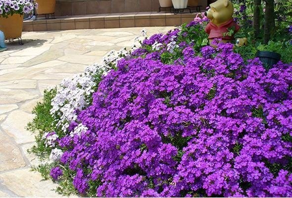 出所：サントリーフラワーズ　タピアン