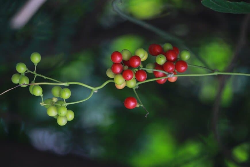 つるに赤と緑の丸い実をつけているサンキライ