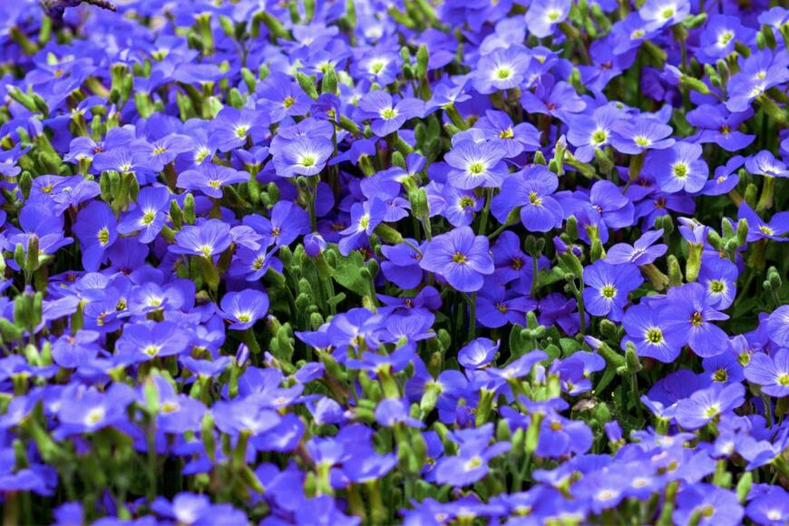 匍匐するように広がるベロニカオックスフォードブルーの花