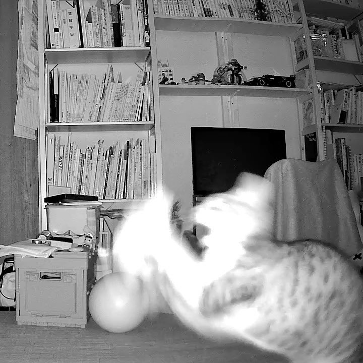 おもちゃで遊ぶ猫