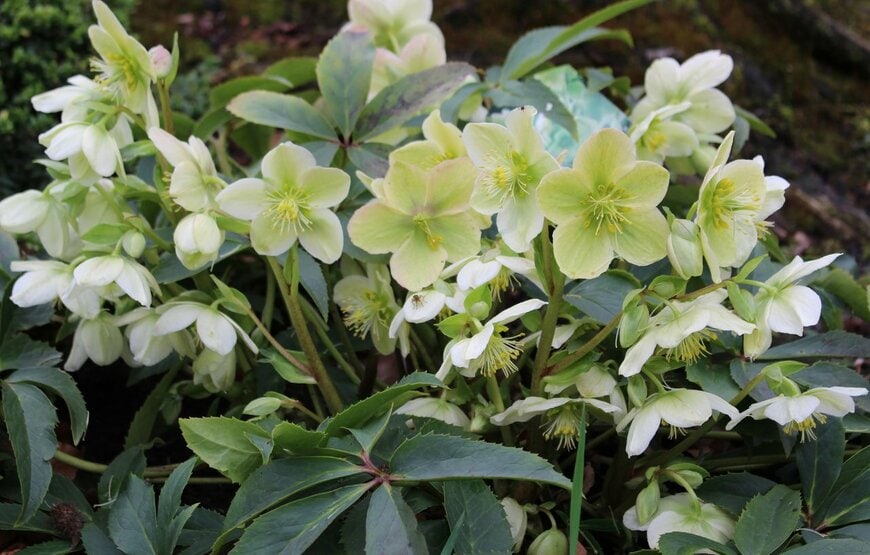 クリスマスローズの花。色は白みがかたったグリーン。