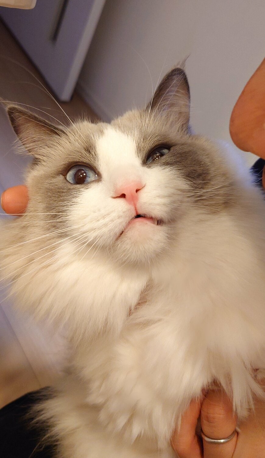 パパに見せる顔