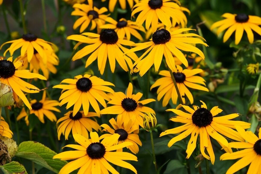 黄色い花の中心が茶色の、ルドベキア