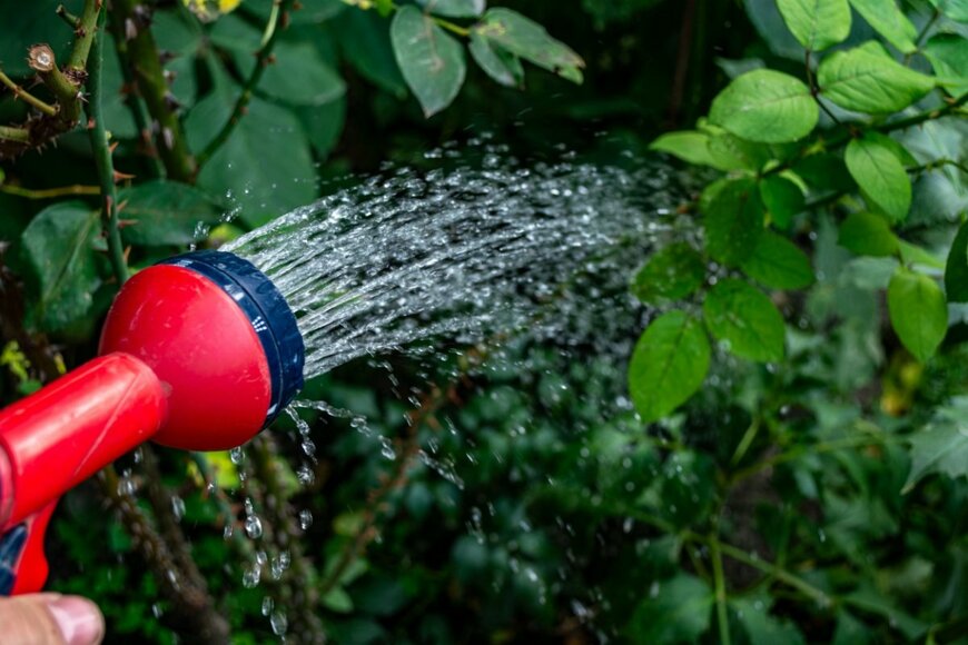 バラに水やりをしている様子