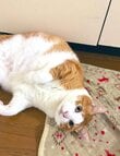 【あれ…？】猫の意外な“隠れ方”に思わず笑ってしまう！まさかの姿に同居猫は呆れ顔