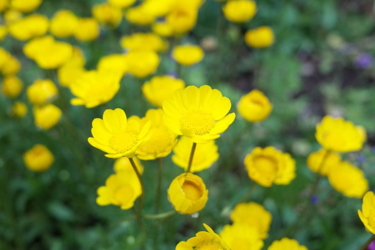 春に咲く黄色い花】春庭を明るく鮮やかに彩る《一年草＆多年草》11選