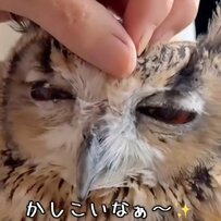 【褒めちぎられるフクロウ】ばあちゃんと猫が朝のご挨拶に…優しすぎる光景に癒される