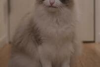 可愛すぎる「変顔」をする猫ちゃん　SNSで話題に