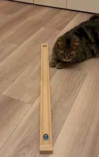 猫と夫の「ゆる～い遊び」に4万件のいいね「ずっと見てられる」と話題に