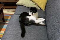 尻尾の存在に気付いた猫さん　予想を超える反応に「可愛すぎ」の声