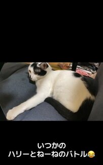 奪われた座椅子を返してほしくて抗議したのものの予想外の反応が！その姿にくすっと笑っちゃうユーザー多数！