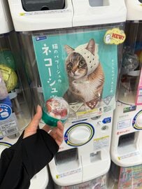 愛猫に「ネコーシュカ」をつけたら…　想像もしなかった「笑っちゃう表情」にホッコリ