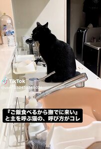 猫ちゃんがご飯を食べるときの「珍行動」が話題！可愛らしい振る舞いに「人間の子どもみたい」の声