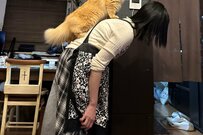 猫「ライオンキング」仲良し家族のほほえましいやり取りが話題