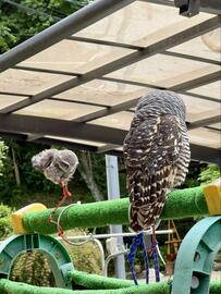 【外で遊ぶフクロウ】ジャンプする姿とそれを見つめる姿がホッコリする