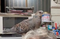 保護したハトが「産卵した場所」に思わず目を疑う　想像の斜め上を行く展開に「いくらなんでもそれは」