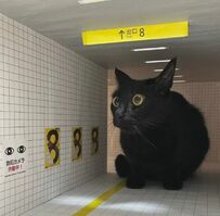 話題の映画にまさかの猫ちゃんが登場？！クオリティ高い制作に11万いいね「引き返せない」「全力で突っ込む！」