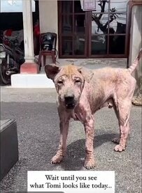 「誰かが気にかけてくれたから、トミーは救われた」重度の疥癬から生まれ変わった保護犬の姿に反響
