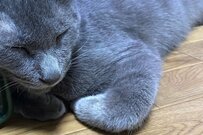 まさかの枕を見つけた元保護猫さん「なるほどそんな使い方が…」