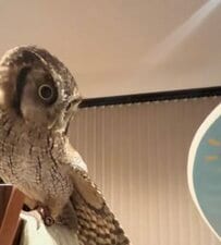 【うちわとフクロウ】パタパタとあおがれ続けるフクロウの不思議そうな表情とキョロキョロする姿が可愛いすぎる！