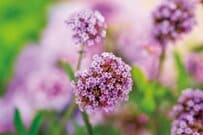 夏の暑さや長雨に強い〈秋までずっと咲く花〉が頼もしくて素敵。ラベンダーブルーの爽やかな花姿で〈立体感〉をプラス！