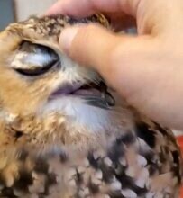 【戯れるフクロウ】飼い主さんの指を甘噛み、ナデナデされる甘えん坊な姿に癒される！