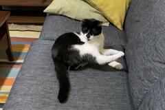 尻尾の存在に気付いた猫さん　予想を超える反応に「可愛すぎ」の声