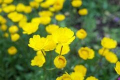 【春に咲く黄色い花】春庭を明るく鮮やかに彩る《一年草＆多年草》11選！乾燥に強い植物も