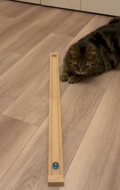 上手にビー玉を使う猫ちゃん