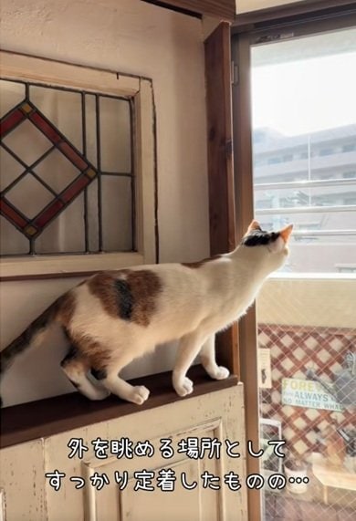 変身前の棚