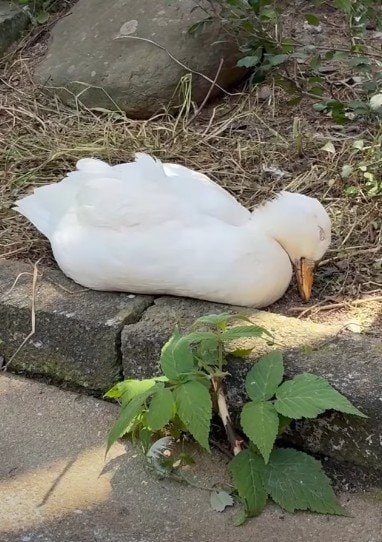 愛媛県立とべ動物園