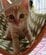 【可愛い子猫→成長後】見事に変貌した猫にビックリ！予想外の変顔に見入ってしまう
