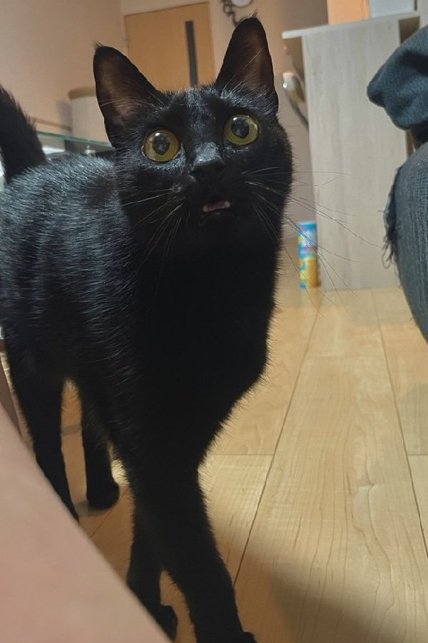 黒猫の独特な「お出迎え」に疲れが吹き飛ぶ…！マイペースなスタイルに「ご褒美」の声