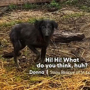 農場に迷い込んだ母犬と“隠されていた子犬”　親子の救出劇と温かい展開に心温まる