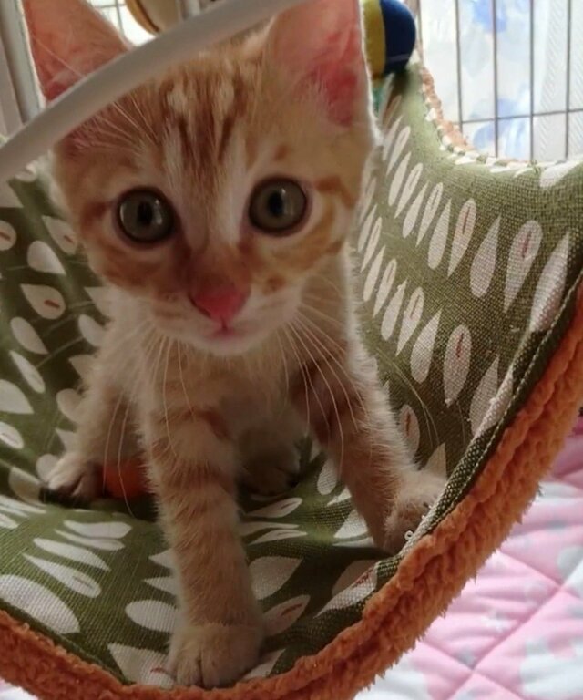 【可愛い子猫→成長後】見事に変貌した猫にビックリ！予想外の変顔に見入ってしまう