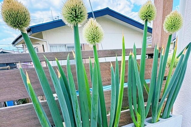家庭菜園で立派に育った「長ねぎ」　意外なアイテムを使った栽培方法に注目集まる「天才すぎます」