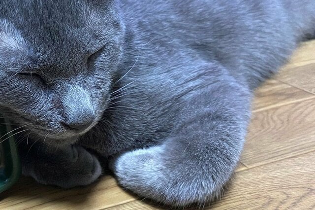 まさかの枕を見つけた元保護猫さん「なるほどそんな使い方が…」