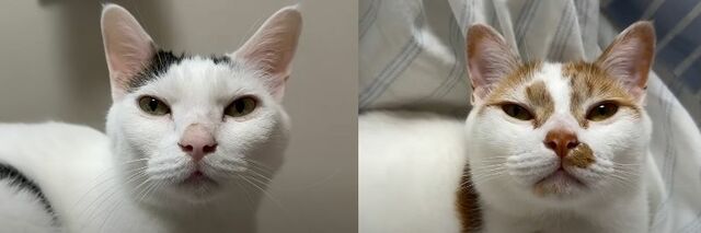 【癒し】ママ大好きな猫ちゃんたちが可愛すぎる！甘えているときの“幸せそうな表情”に注目