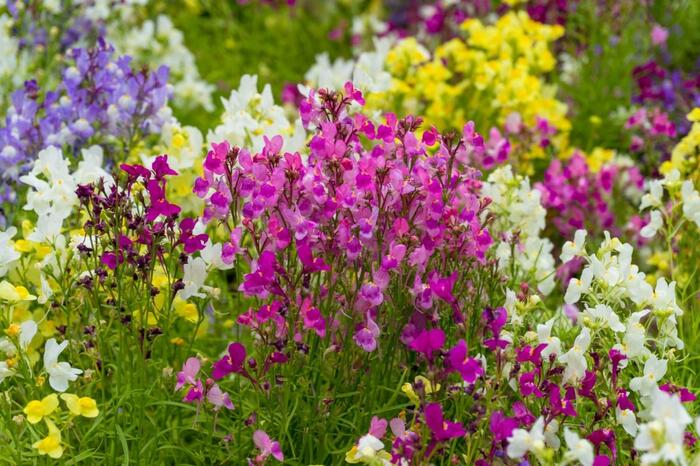 リナリアの花が咲いている。色は紫と白。