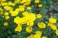 【春に咲く黄色い花】春庭を明るく鮮やかに彩る《一年草＆多年草》11選！乾燥に強い植物も