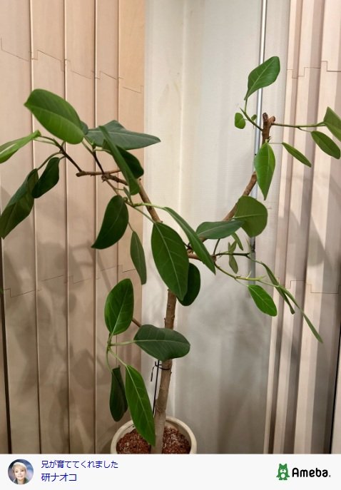 出所：研ナオコのAmebaブログ　参照日：2025年9月10日