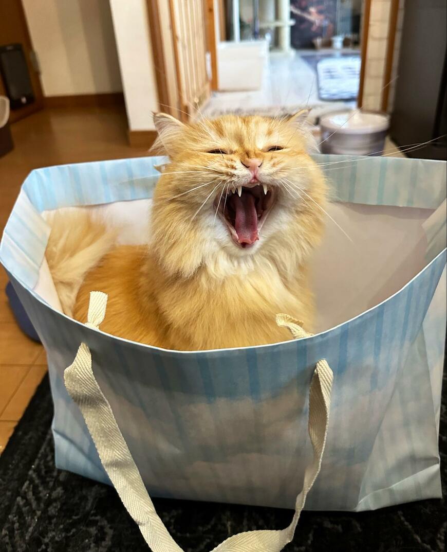 出所：@NEKOLAND13