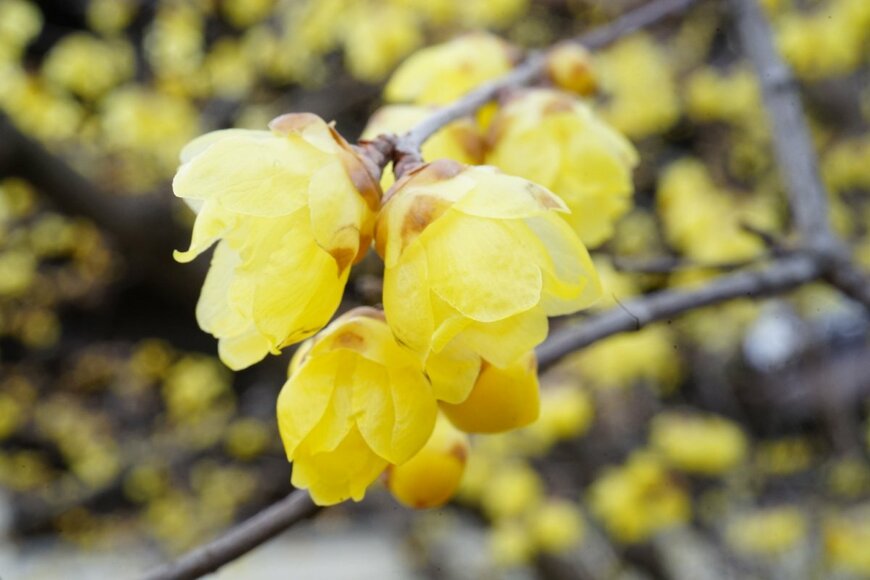 Yoshihide KIMURA/shutterstock.com