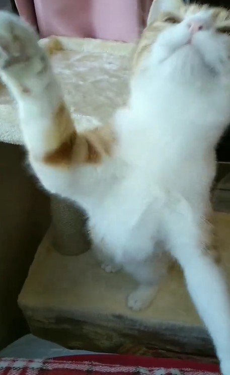 出所：@mero627puri914