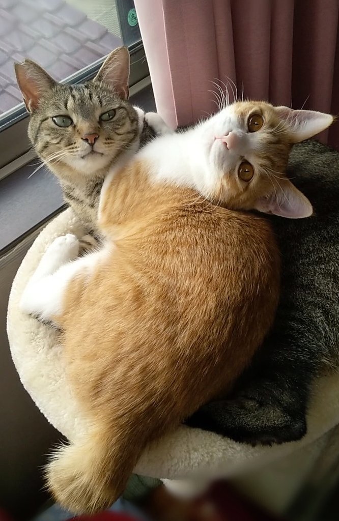 出所：@mero627puri914