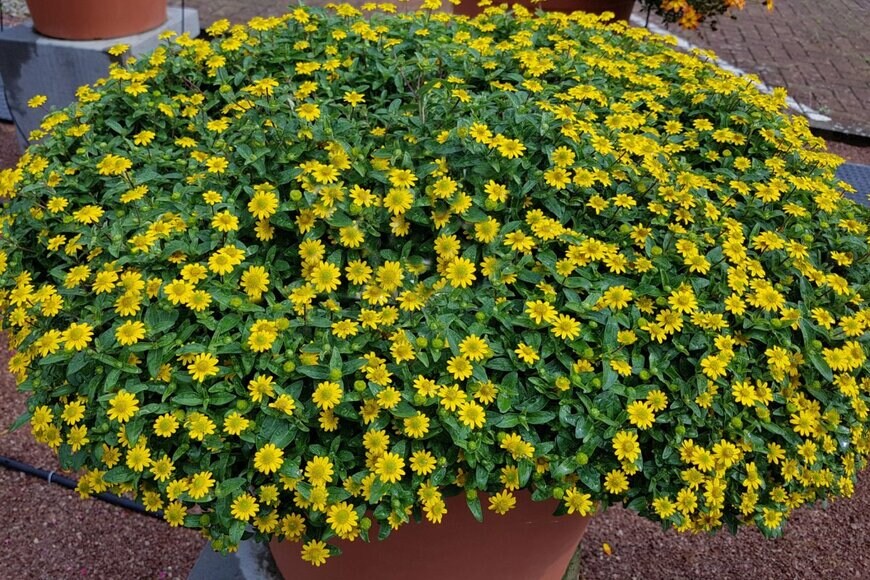 Manfred Ruckszio/shutterstock.com